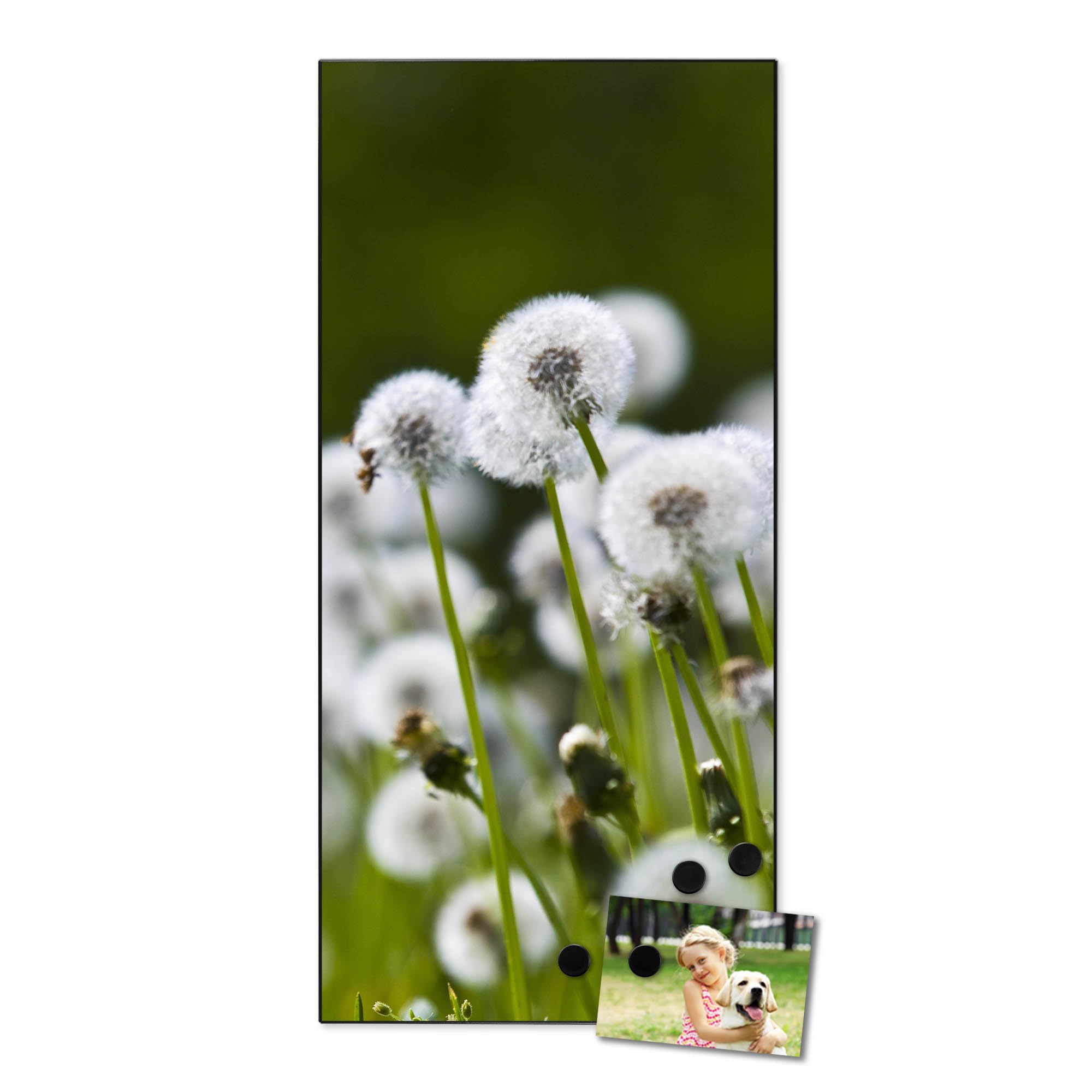 Banjado Magnettafel 37x78 Magnetwand Pusteblumenwiese Metall