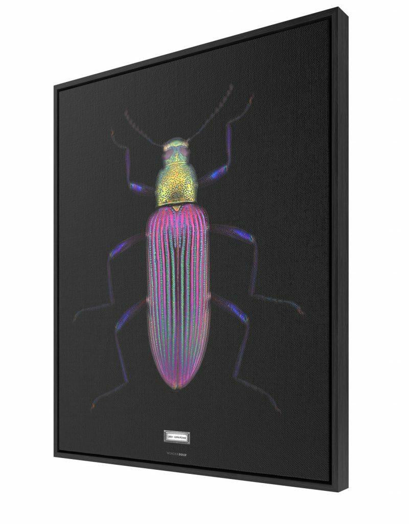 Mineheart Lady Cupripenne Leinwandbild Käfer Schwarz