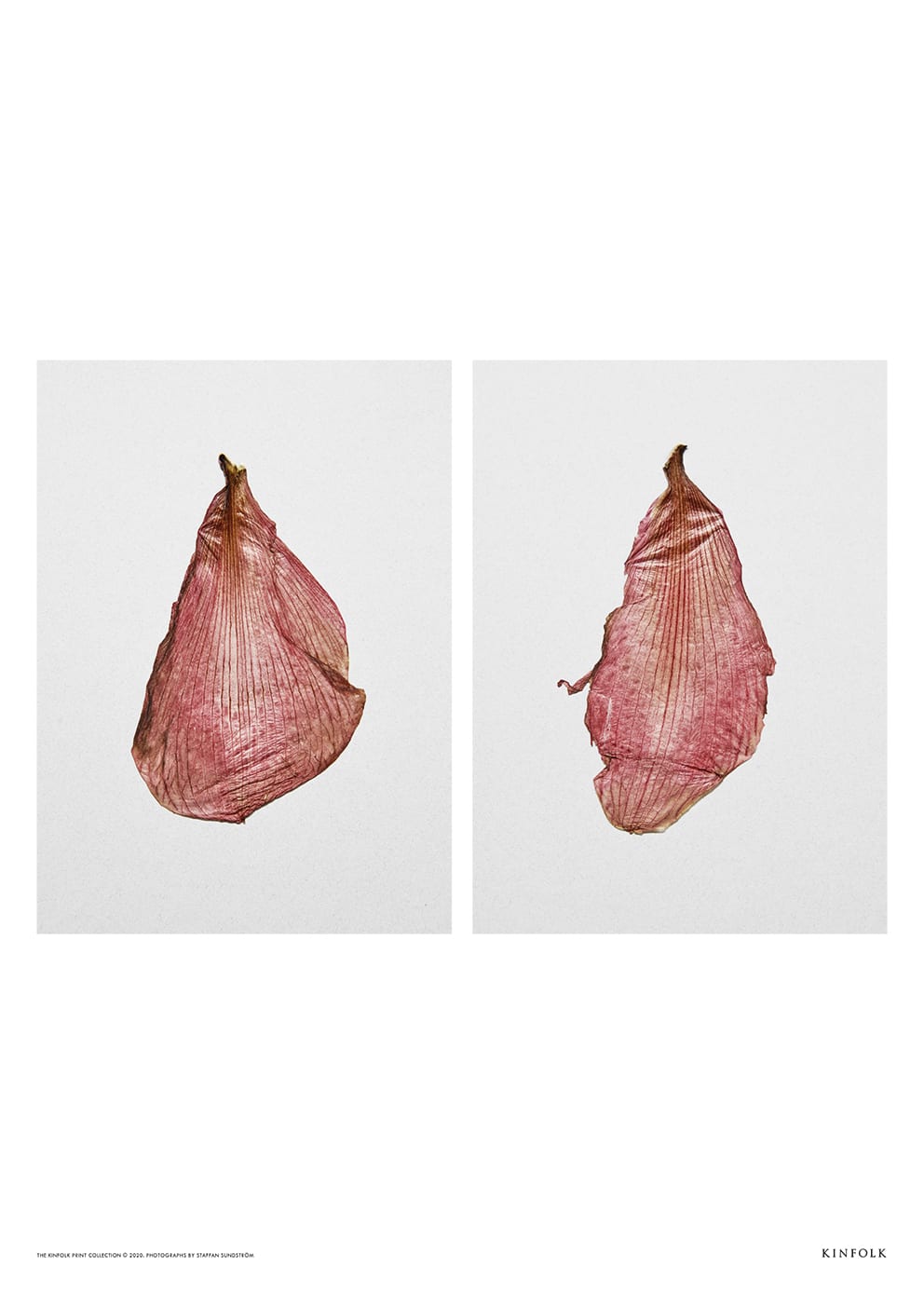 The Poster Club The Petal Poster 50x70 Amaryllis